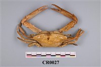 藏品(長眼猴子蟹)的圖片